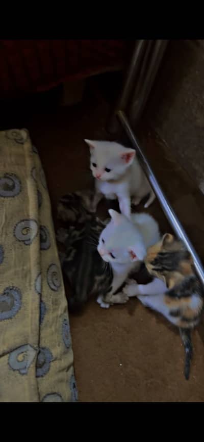 Kittens for sale