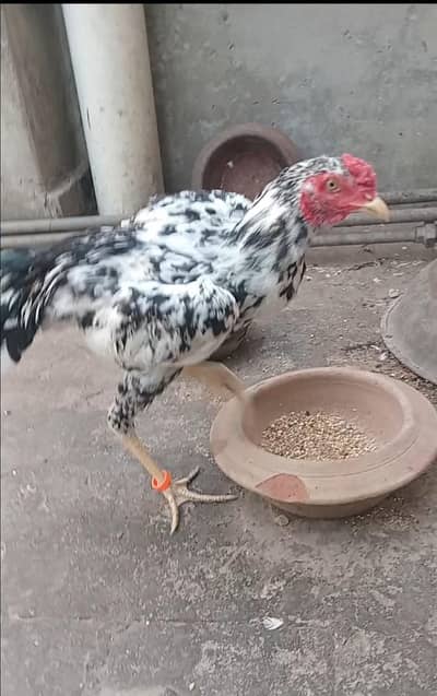 aseel cheena and heera pair for sale