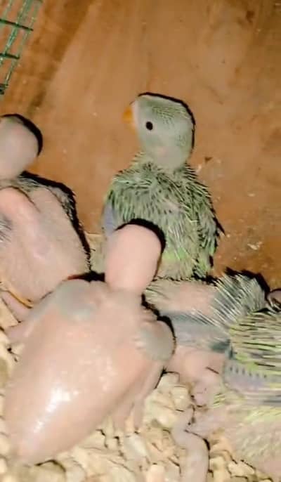 Green Ringneck 5 Chicks Available