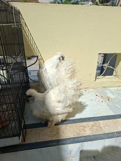 Premium Silkie Chickens 7 Months | Healthy MalePair Rare and Beautiful