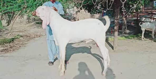 Bakra for Sale Top Quality (2 Teeth) - Call Me 03460423873