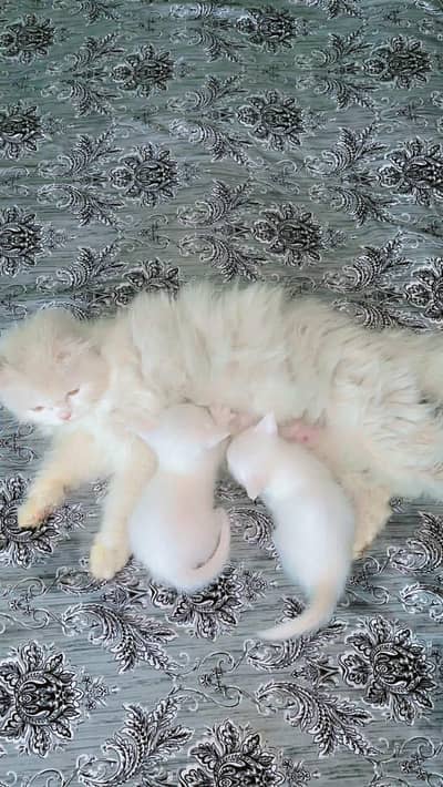 White 1 female trepal kot white 4 baby  blue eyes