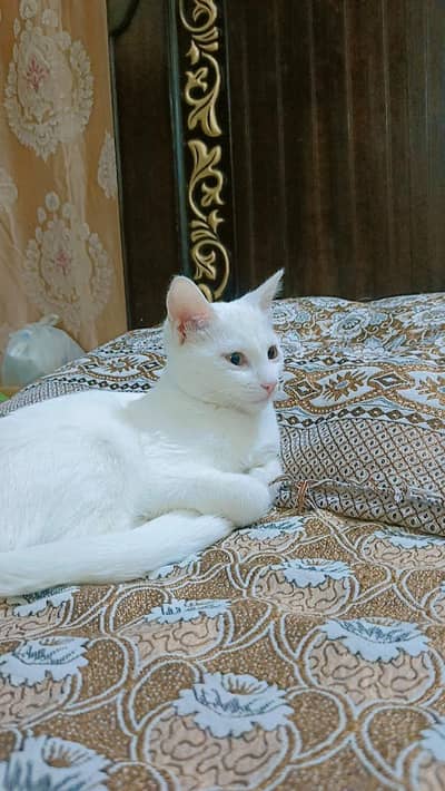  White Kitten Looking for a Loving Home 