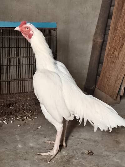 Top Quality Heera Aseel Chick white