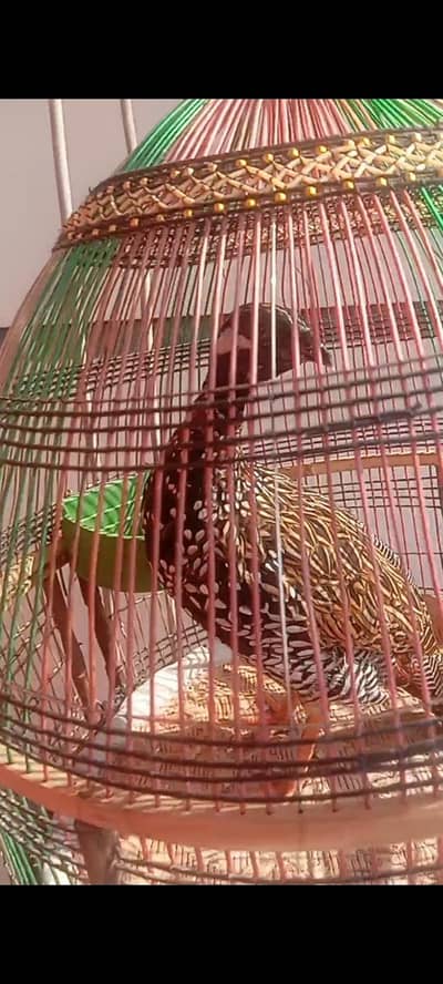 teeter kala. . eeani. . dakni. . chakoor