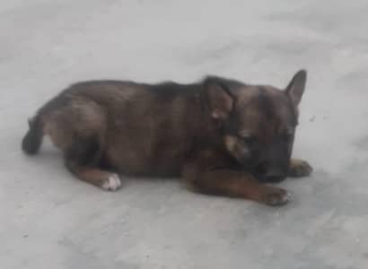 Aalsation contect. 03065615819