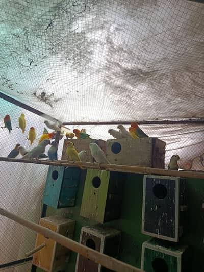 50 creamino dacino albino redeye lovebirds age 10-15 months old