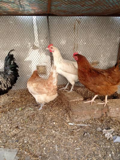 Hens for sale