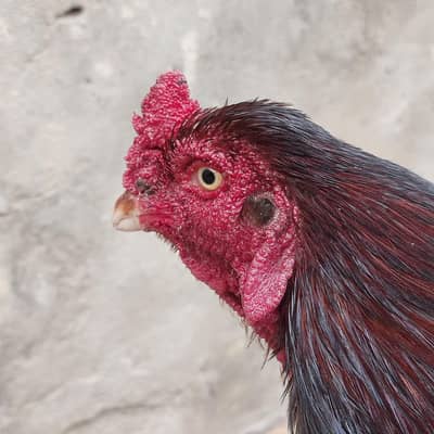 Pure Breed Aseel Murga Available