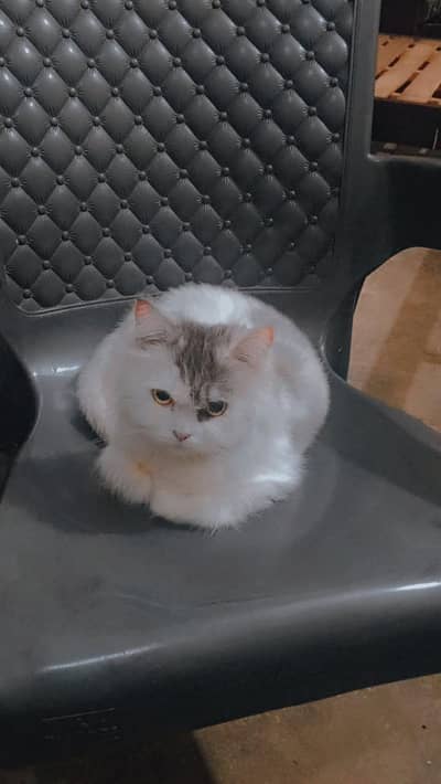 person cat 1bar Bree kia hai