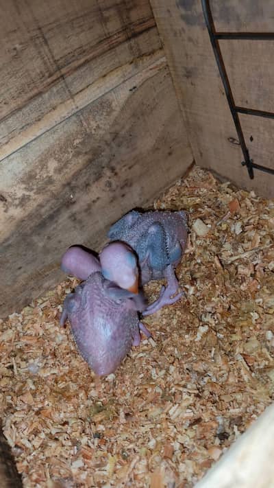 Raw healthy babies home breed ready to tame