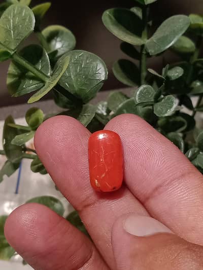 natural Marjan coral