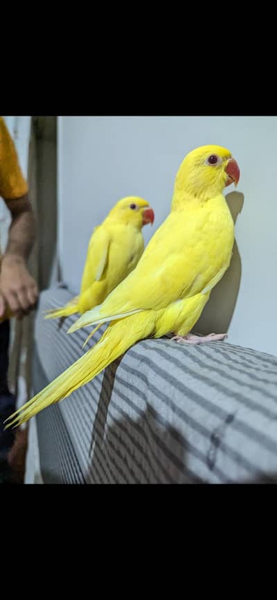 yellow ringneck