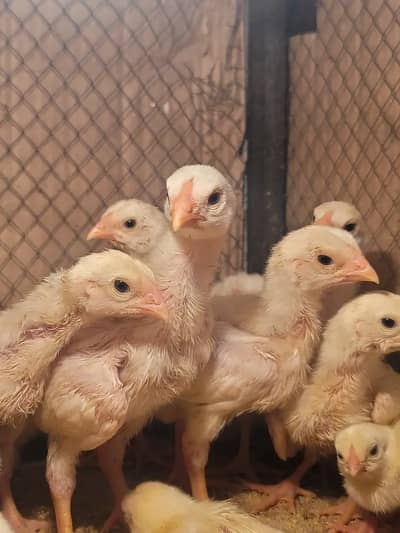 Shamo Aseel Chicks & Eggs for Sale | Top Quality White Shamo Breed