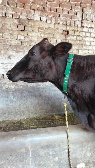 Dutch Jersey cross cow