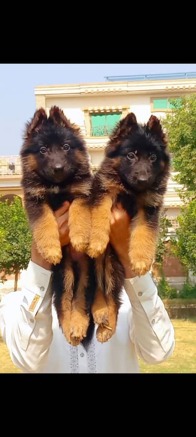German Shepherd Puppies for Sale