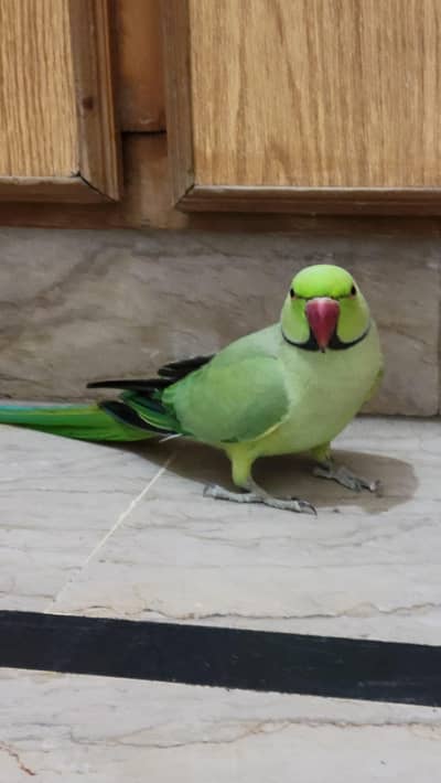 green parrot