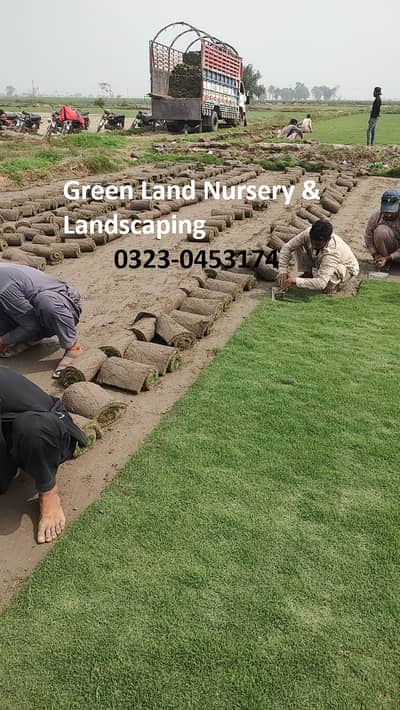 Natural Korean Grass | American Grass | Fine Dhaka Wholesale Rate per