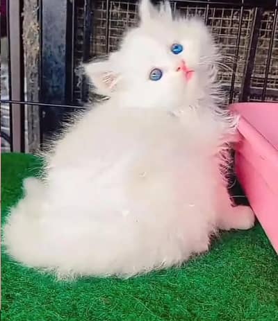 Persian female kitten for sale delivery available all Pakistan