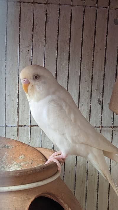 Albino Parrot couple