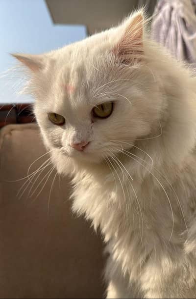 Tripple Coated Male Cat For Matting /Crossing