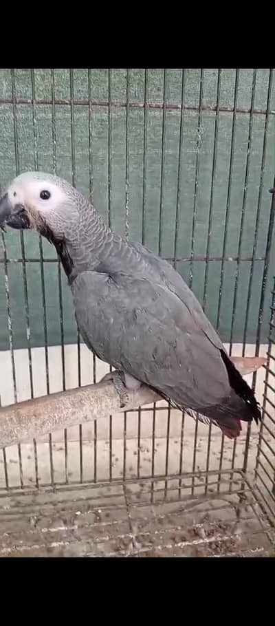 grey parrot / raw Pahari/ yellow ringneck/ macaw/sunconure