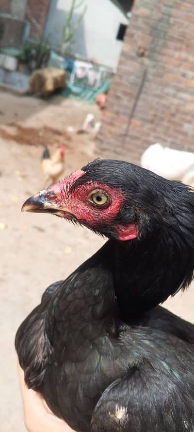 muskhi Madi/muskhi murghi/ murghi