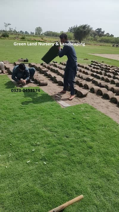 atural Korean Grass | Fine Dhaka Grass | Lawn Grass Available