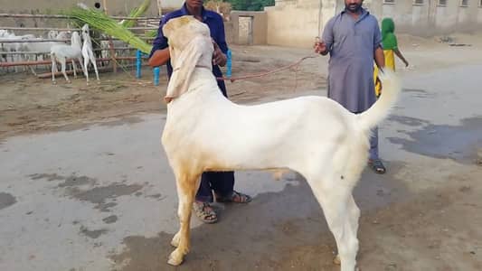 Bakra for sale call,,03704815728