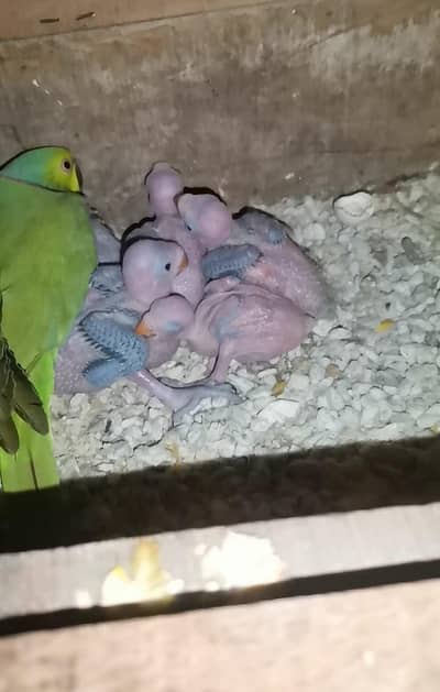 talking green indian chiks