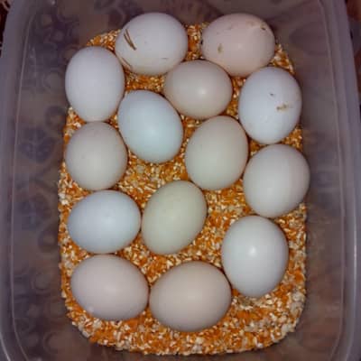 Fertile eggs desi eggs, 6 eggs 400 ruppes fix price.