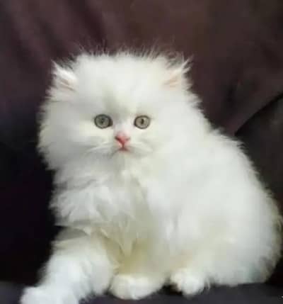 Persian female kitten for sale delivery available all Pakistan