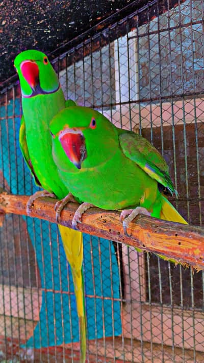 Ring neck parrot
