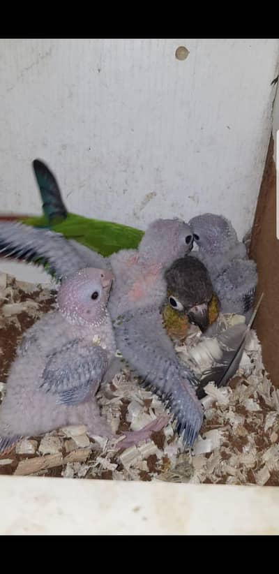 yellow sided conure pair and love birds chicks for hand tame for sale