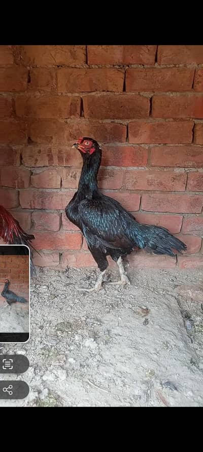 high quality mushki kilo wali madi 03030254322 watsap