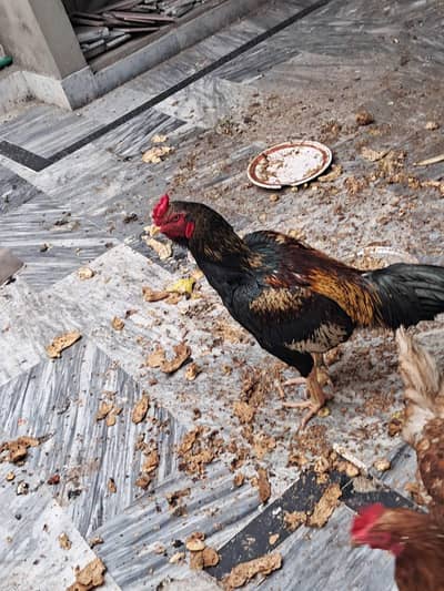 lohmann Brown healthy & active