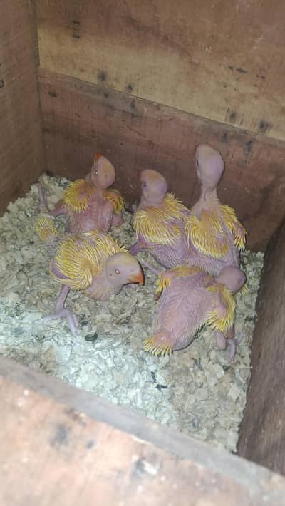 yellow ringneck Chick