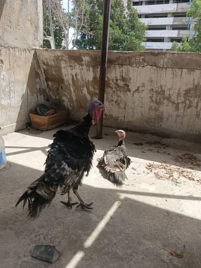 Turkey Bird Pair