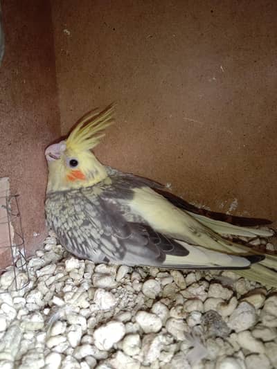 cocktail chick for hand tame