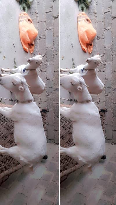 teedi pair for sale  male 2 dant female 4 dant