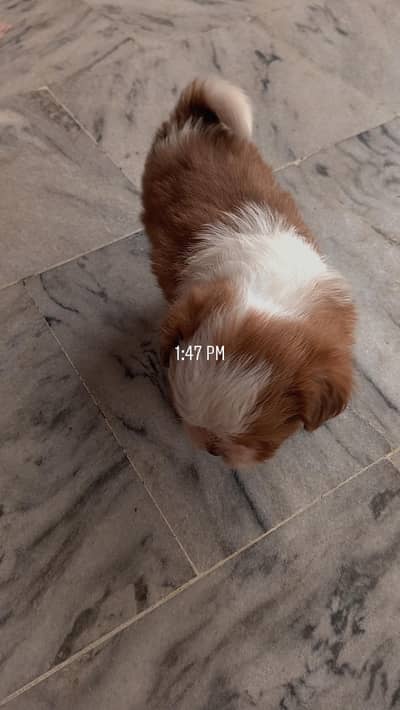 shith zu small toydog