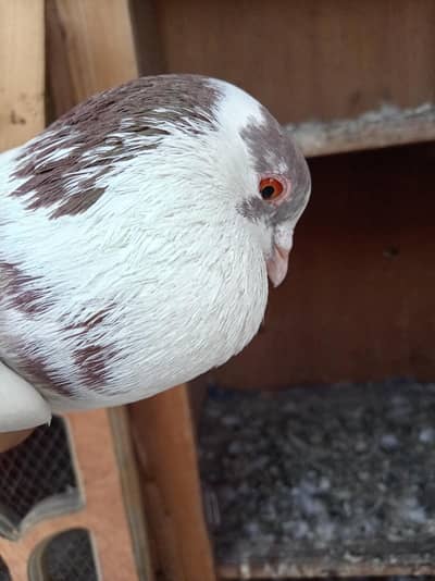 Male pigeon For Sale - Sherazi