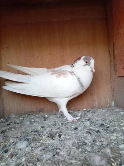 Male pigeon For Sale - Sherazi