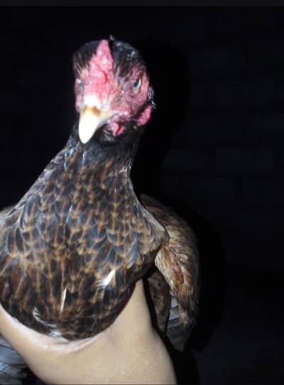 ASSEAL HEN FOR SALE