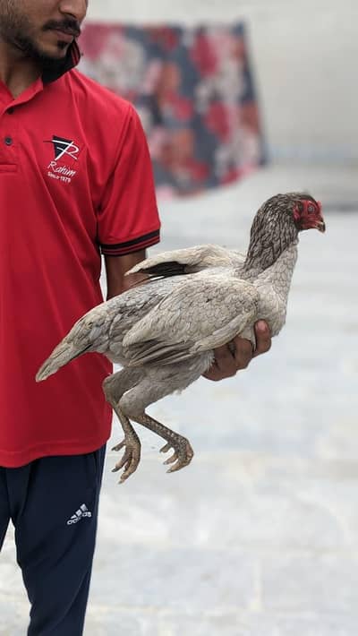 Sufyan Mughal oooaaan