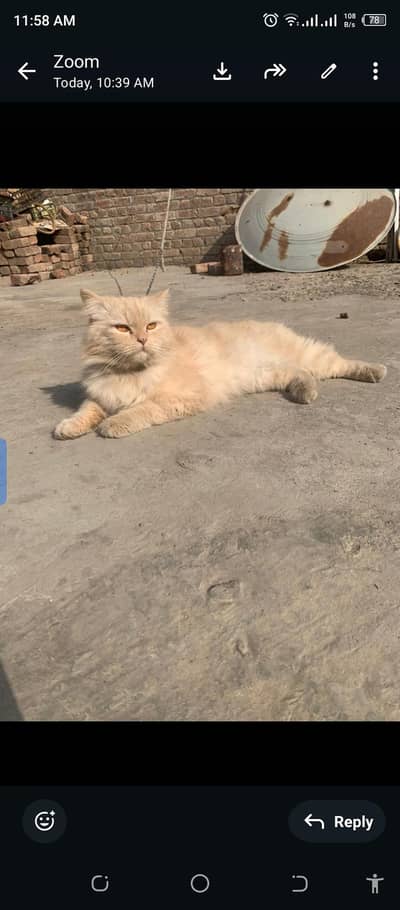 Golden color ka bil aaya ghar mein rakhne wala