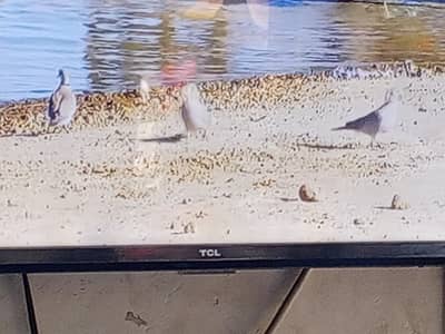 Led Tv TCL Company Original