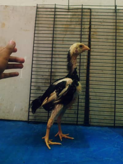 LONG HIGHTED SHAMO CHICKS