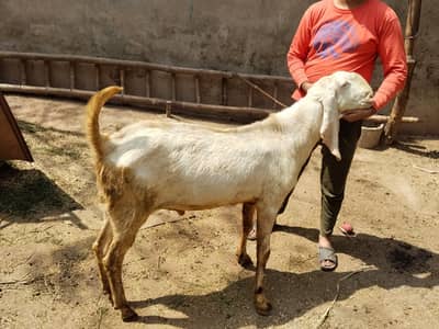 2 white bakray jorri