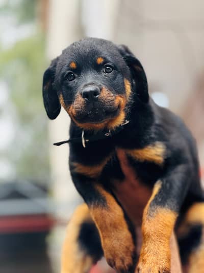 Rottweiler male & female available more details contact with me.